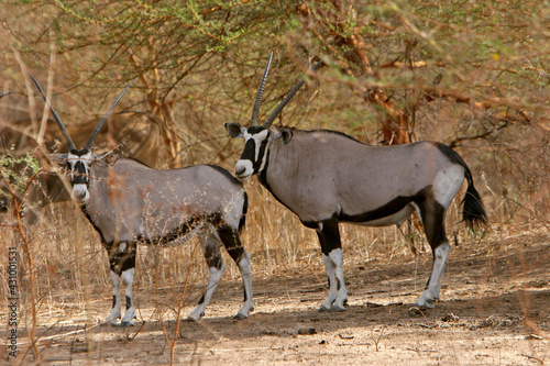 Oryx beisa  oryx beisa  