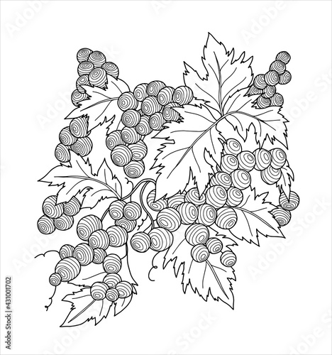 Bunch of grapes. Coloring. Vector (2)