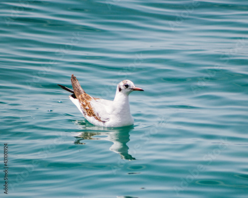 seagull on the water