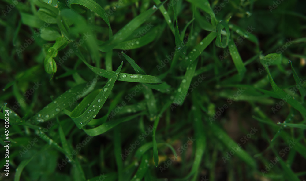 Minimalist screensaver with elements of nature and the environment. Bright green grass with dew drops close up. Macrophotography of wet grass. Minimalist screensaver with elements of nature and the environment. Bright green grass with dew drops close up. Macrophotography of wet grass.