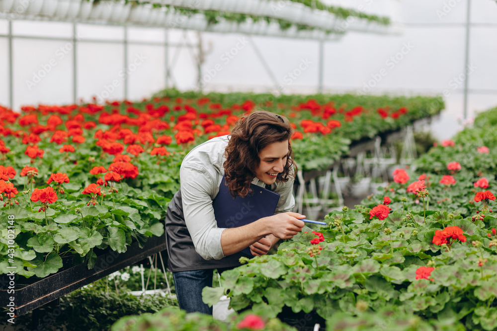 Young male gardener working in greenhouse.
