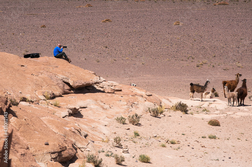 Lhamas domesticadas na região do Deserto do Atacama no Chile. Elas são criadas para produção de lã. Chile. 