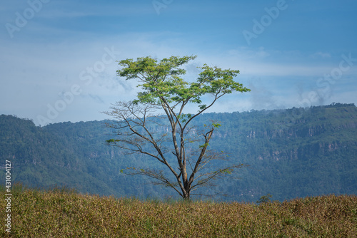 A lonely tree with few greenery leaf on the top of grass mountain with blue sky background. Nature and outdoor environment photo. 