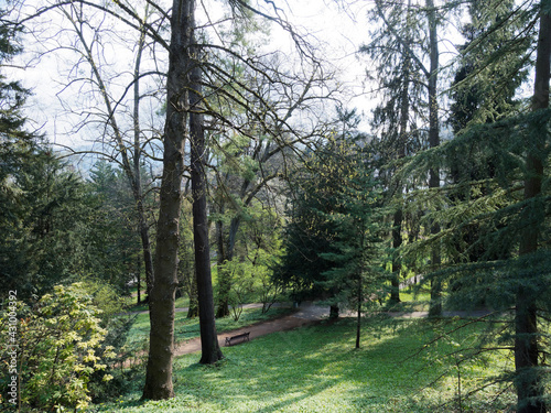 Badenweiler Kurpark im Baden-Württemberg. Park und Botanischer Garten mit zahlreichen Wanderwegen zwischen viele südländische und subtropische Pflanzen, riesige Zedern und Mammutbäume photo