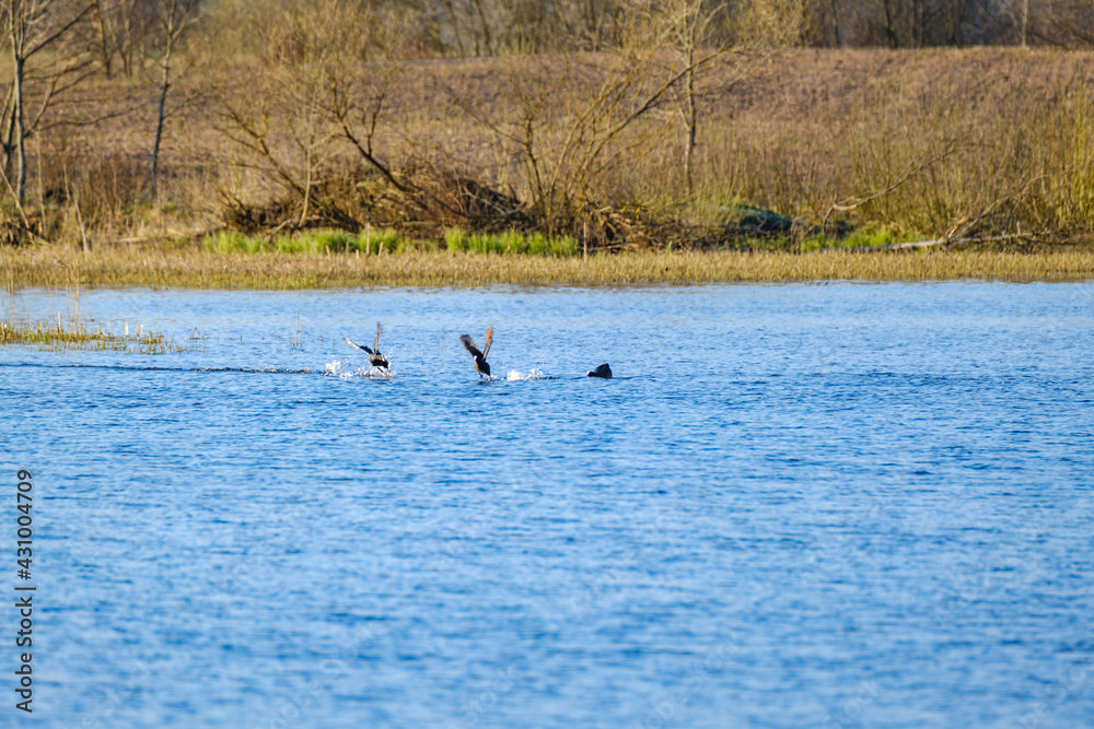 pair of ducks swimming in the pond pair of ducks swimming in the pond