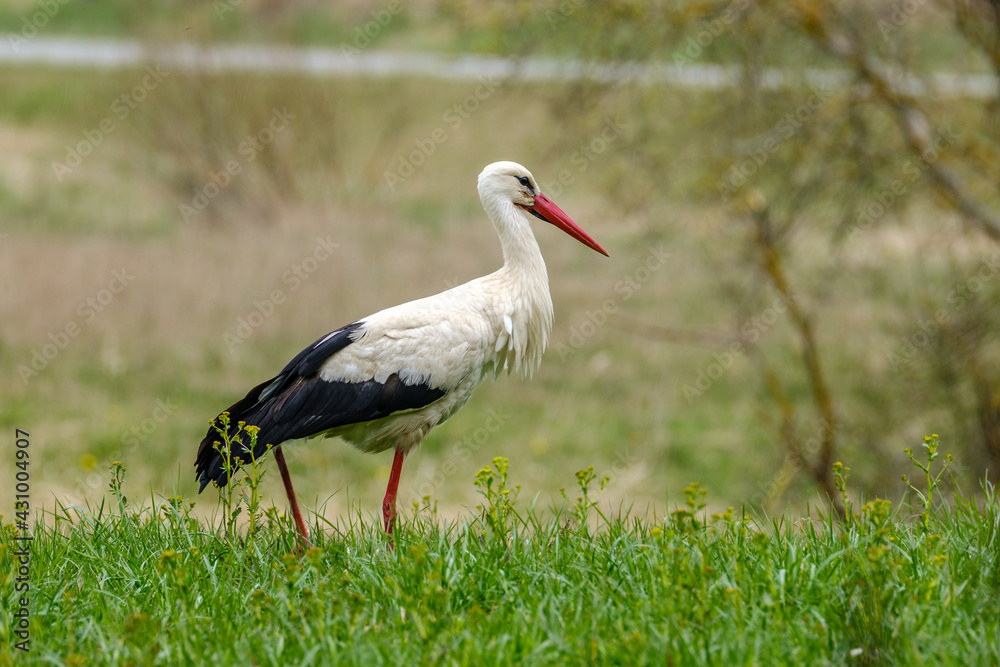 white stork feeding in the field and gathering branches white stork feeding in the field and gathering branches