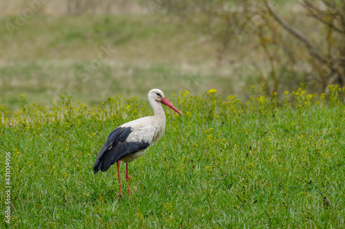 white stork feeding in the field and gathering branches