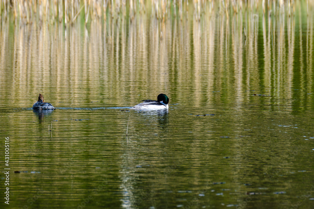 pair of ducks swimming in the pond pair of ducks swimming in the pond