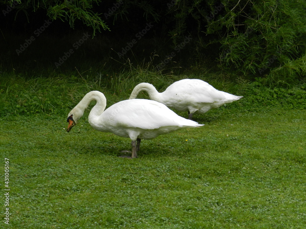 cygne