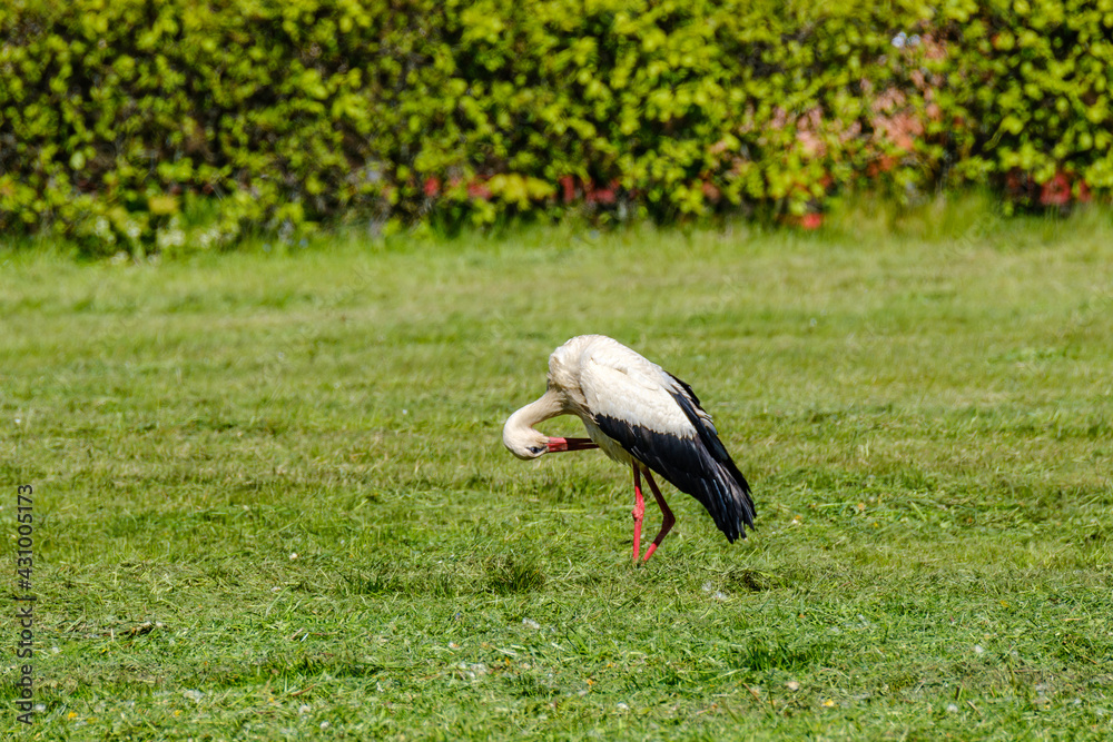 Fototapeta premium white stork feeding in the field and gathering branches