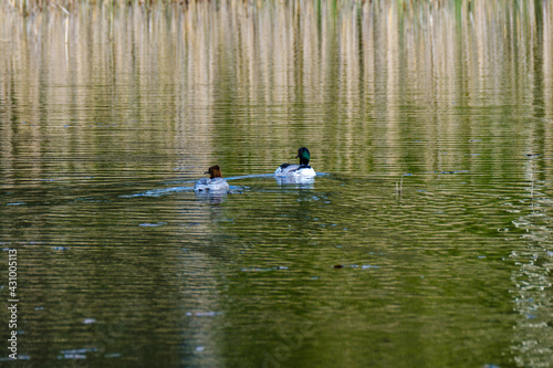 pair of ducks swimming in the pond