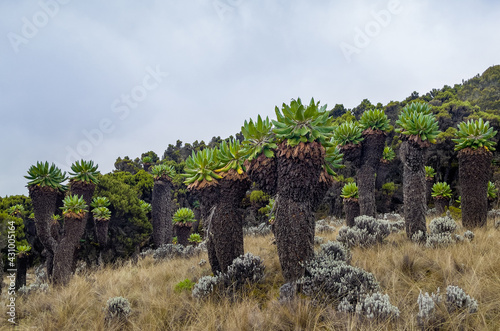 Dendrosenecio kilimanjari - high altitude Moorland zones unique plant. It is a giant groundsel found on Mount Kilimanjaro in Africa, Tanzania. Barranco Camp cca 3900m altitude. photo