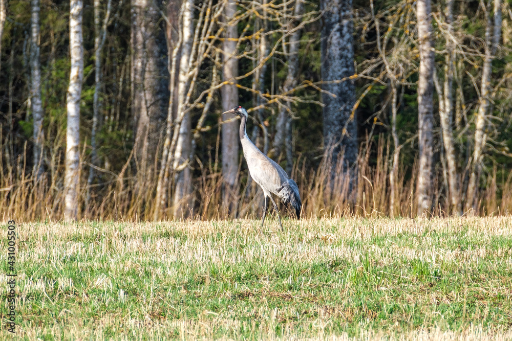 Grus grus (common crane) feeding in the field and gathering branches