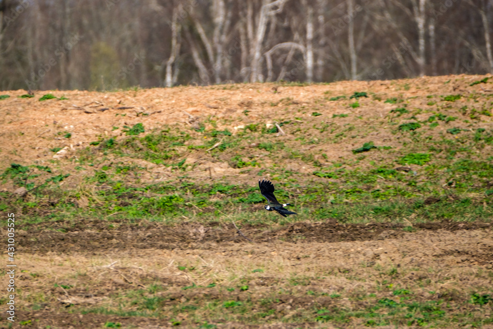 The northern lapwing (Vanellus vanellus) feeding in the green field The northern lapwing (Vanellus vanellus) feeding in the green field