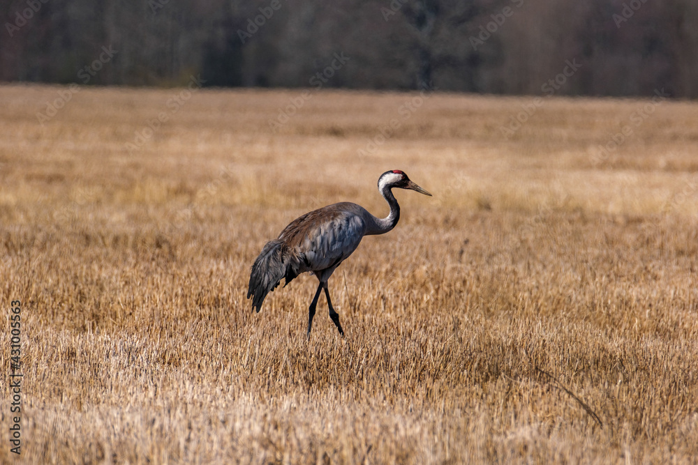 Fototapeta premium Grus grus (common crane) feeding in the field and gathering branches