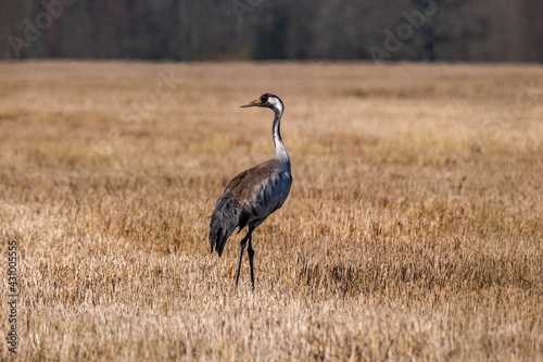 Grus grus (common crane) feeding in the field and gathering branches
