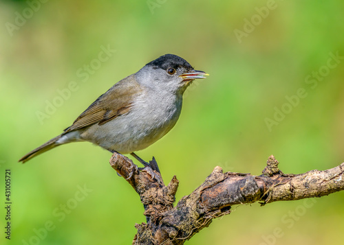Blackcap (Sylvia atricapilla) male close up perched on withered branch