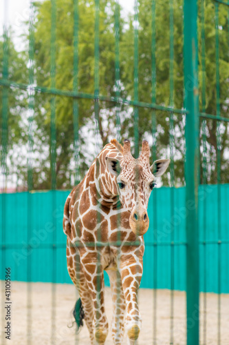 Giraffe at the zoo, behind the cage. Close up photography photo