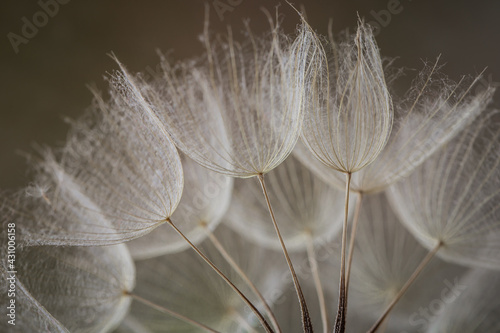 Abstract dandelion flower background. Seed macro closeup. Soft focus. Vintage style.