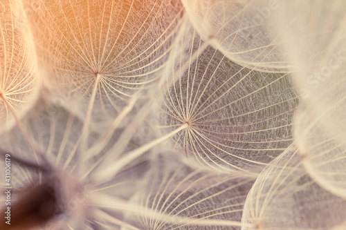 Abstract dandelion flower background. Seed macro closeup. Soft focus. Vintage style.