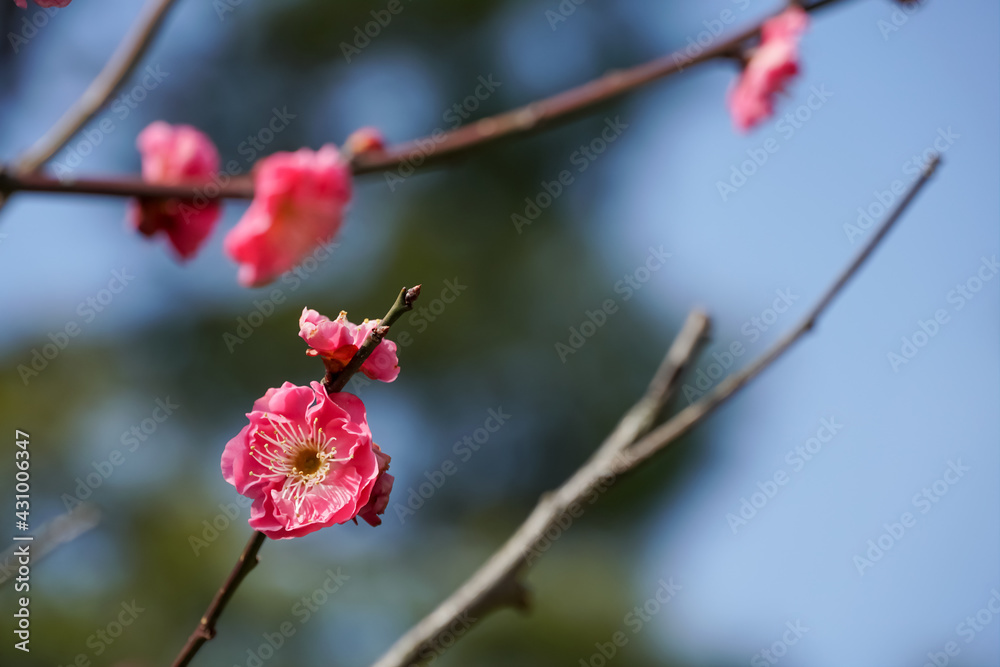 Flower: a Japanese garden pink plum blossom Flower: a Japanese garden pink plum blossom