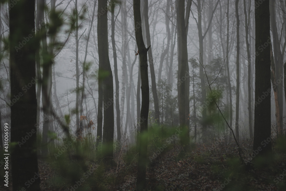 Obraz premium fog in the forest