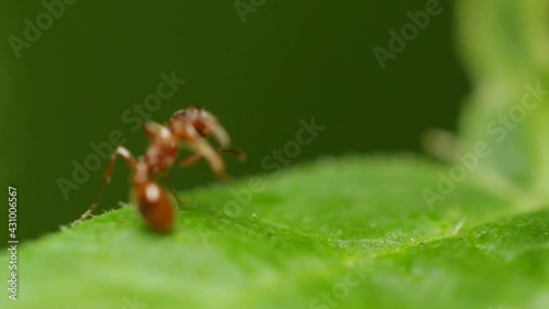 Red ant sits on a green leaf and washes, macro