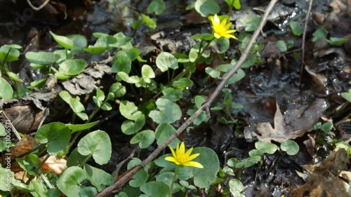 First beautiful yellow flowers in the spring forest