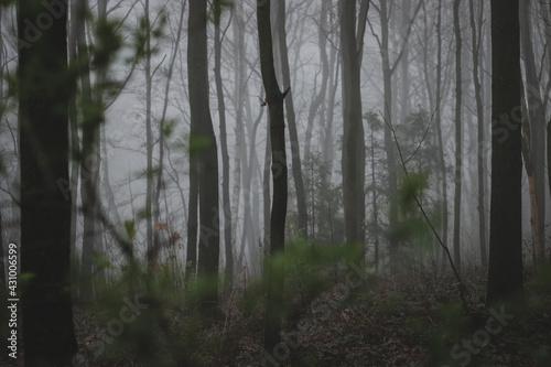 fog in the forest © Lucie