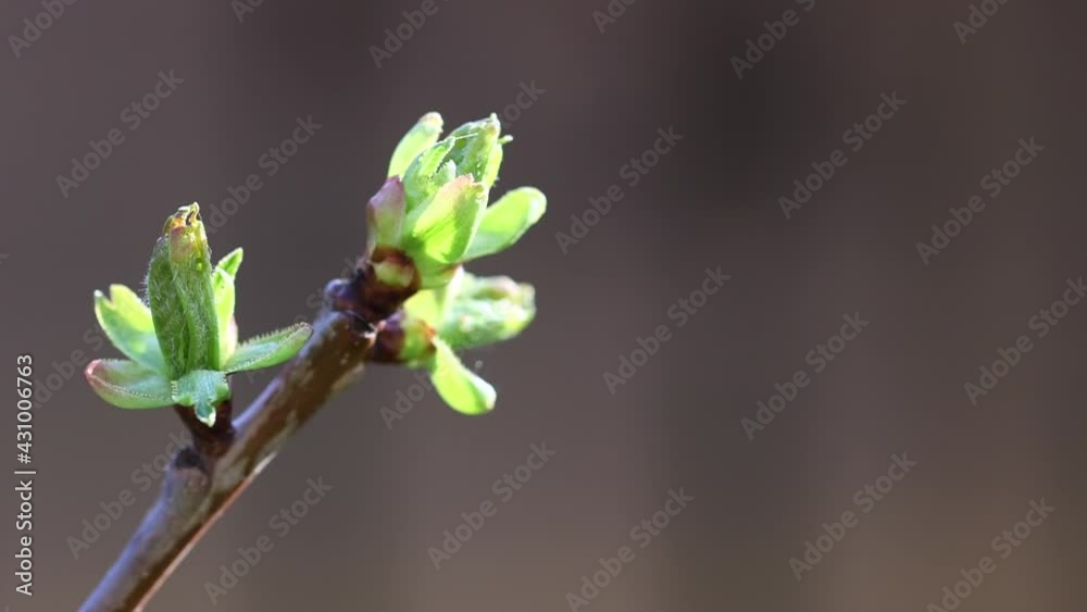 close-up view of green buds on the brunch of cherry tree in springtime close-up view of green buds on the brunch of cherry tree in springtime