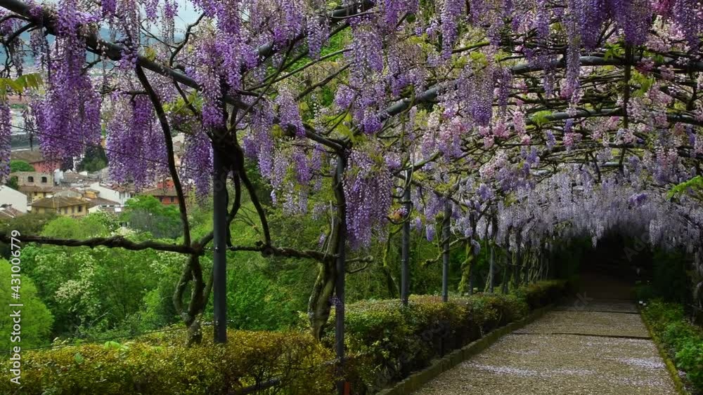 Tourists admire city of Florence seen from a beautiful garden with wisteria tunnel near Piazzale Michelangelo. Italy Tourists admire city of Florence seen from a beautiful garden with wisteria tunnel near Piazzale Michelangelo. Italy