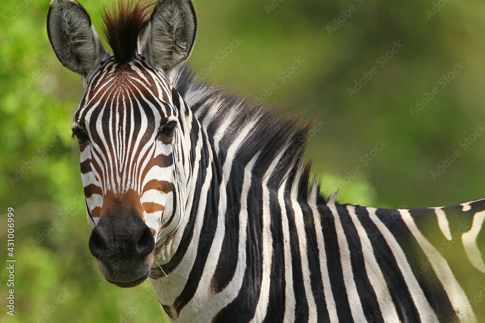Naklejka premium Zèbre (equus hippotigris)