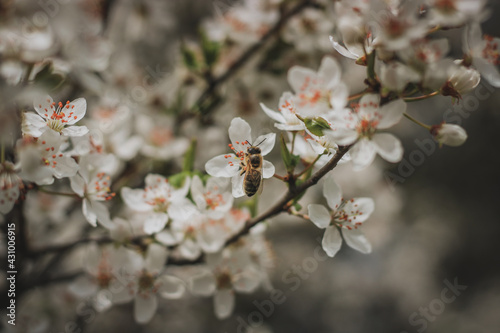 Bee pollinating flowering tree