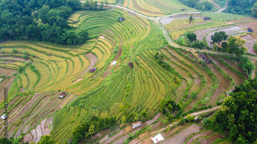 top view of rice terraces in Mangunan Bantul Yogyakarta
