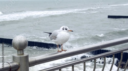 Seagull sits on a fence against the background of the baltic sea