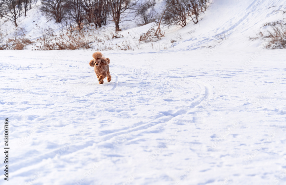 Cute small golden dog playing in snow outdoors. Family dog lifestyle.