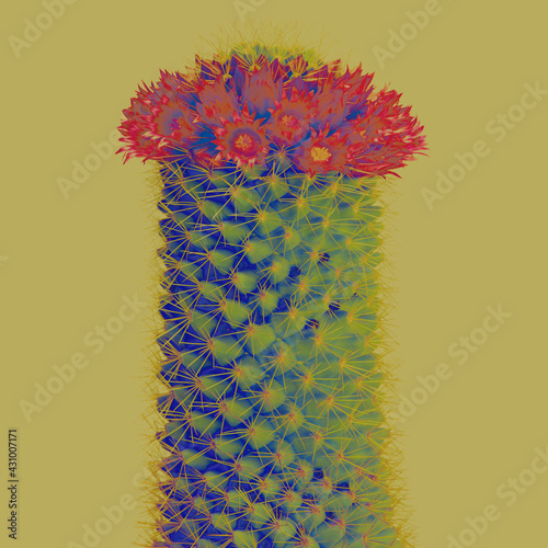 サボテン  赤い 花