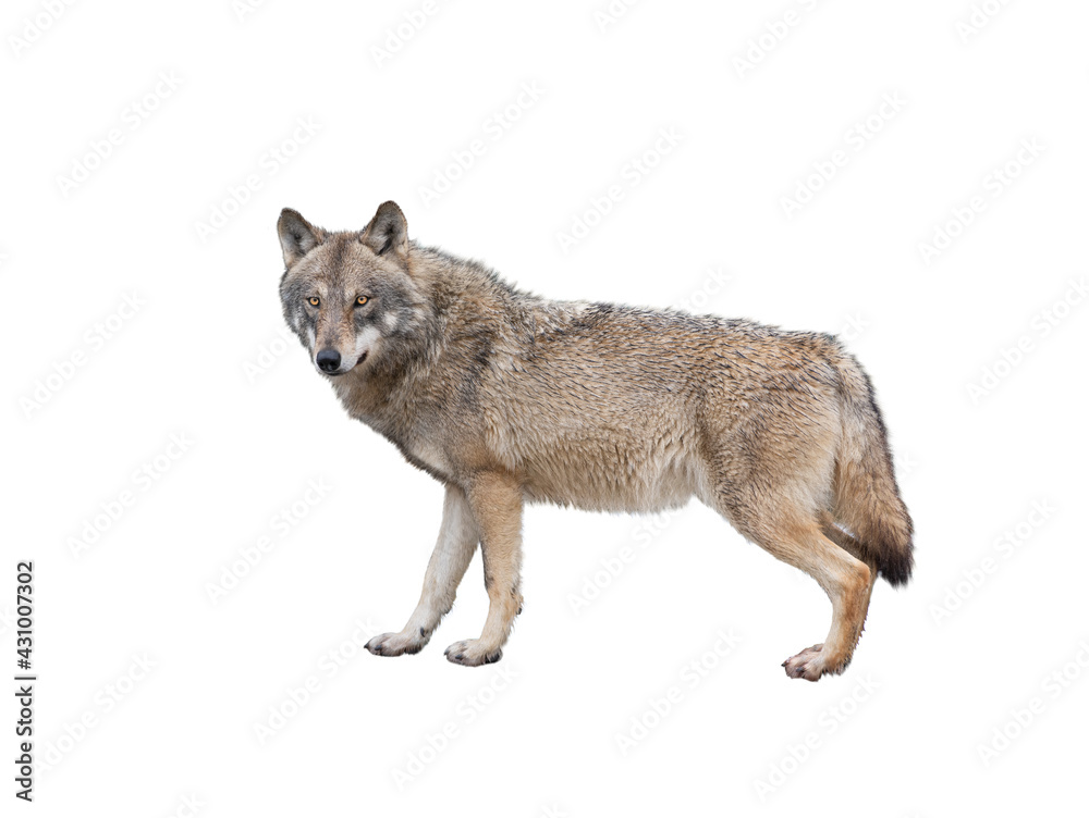 she-wolf isolated on white background she-wolf isolated on white background