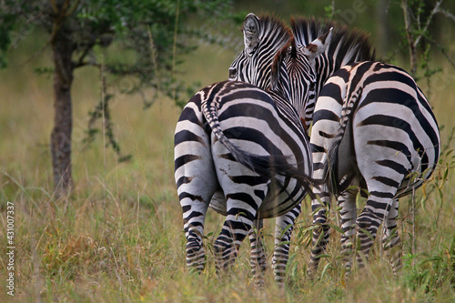 Z  bre  equus hippotigris 