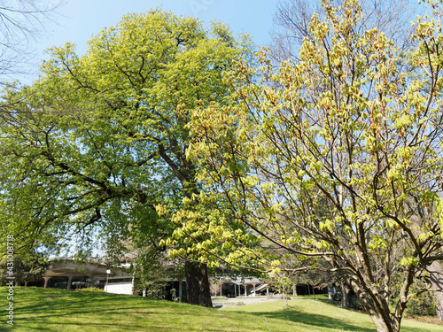 Markgräflerland Landschaft. Park und Botanischer Garten im Badenweiler Kurpark überragt von der mächtigen Burgruine photo