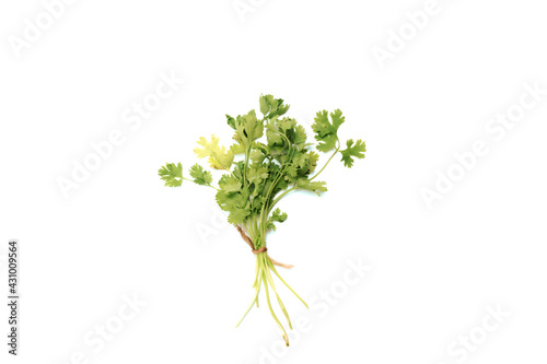 fresh coriander leaves or bunch or dhaniya on white background 