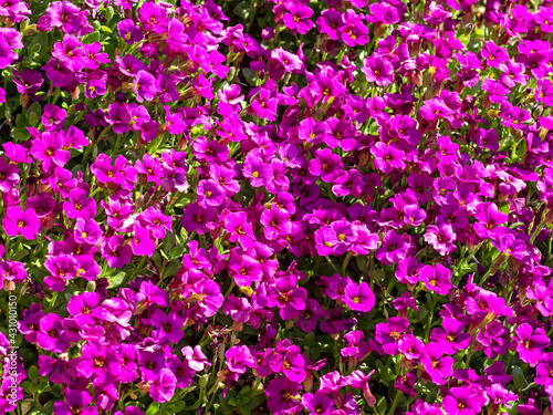 Pretty purple flowers of Aubrieta Kitte Purple