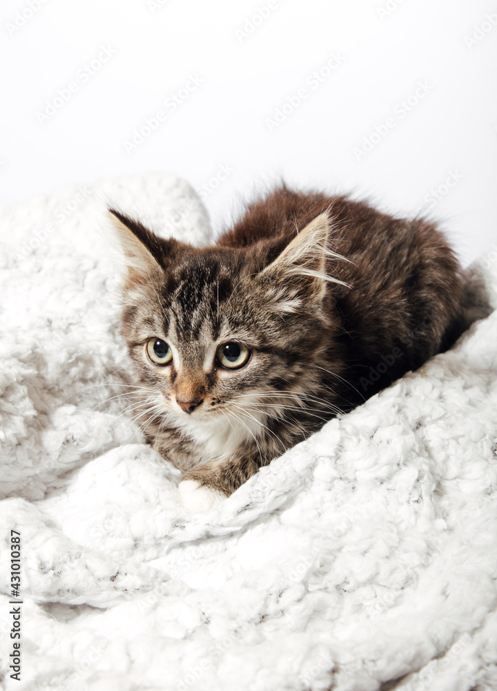 cute fluffy cat on a white background cute fluffy cat on a white background