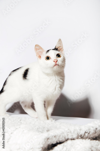 cute fluffy cat on a white background 