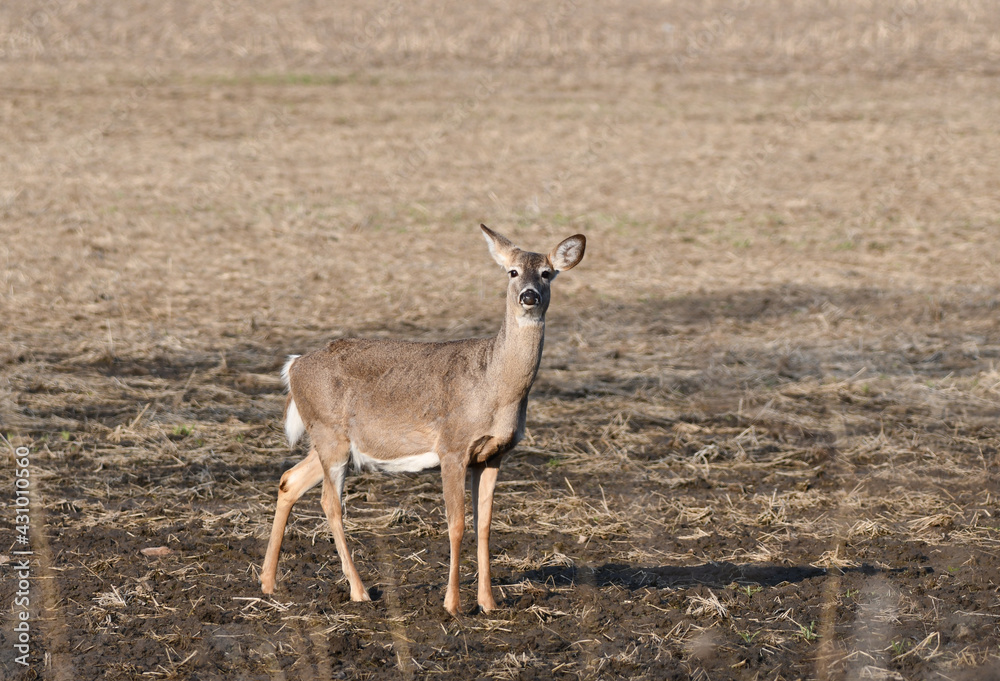 Spring Scene of White Tailed deer doe standing in agriculture field Spring Scene of White Tailed deer doe standing in agriculture field