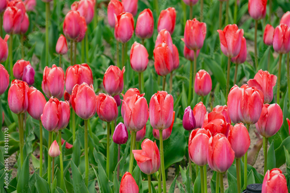 Obraz premium Hot Pink Tulips Up Close