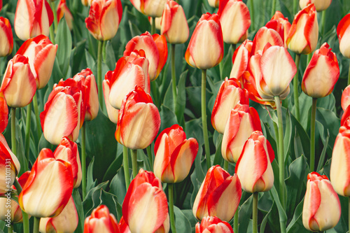 Red and Cream Striped Tulips