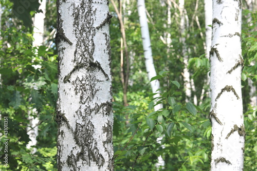 Young birch with black and white birch bark in summer in birch grove against background of other birches