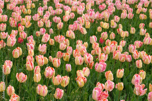 Parrot Tulip Bed