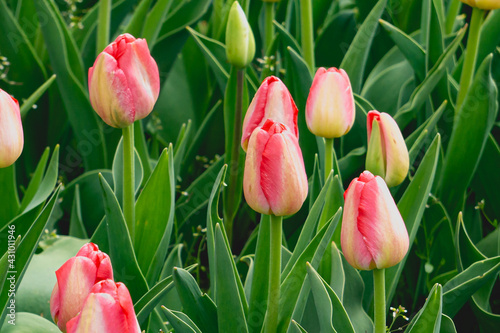 Pink and Cream Tulips Up Close